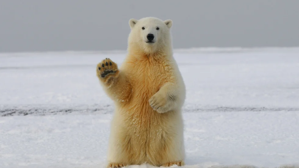 One of Paul's neighbours waving goodbye to his in-laws.