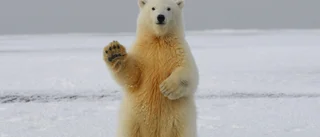 "They expected to see polar bears stranded on ice floes"
