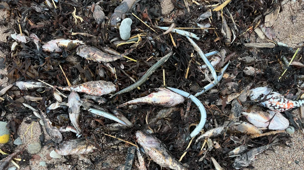 Döda fiskar efter stormen, då illaluktande svavelväte från havsbotten frigjordes och tros ha legat bakom massdöden.