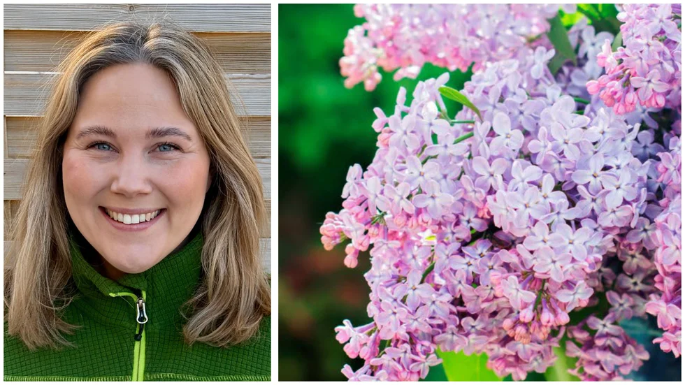 Therese Prans Mayers favoritväxt är syrenen, vars blomning blir ett startskott för sommaren.