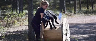 Piteås första hinderlopp för hundar avklarat