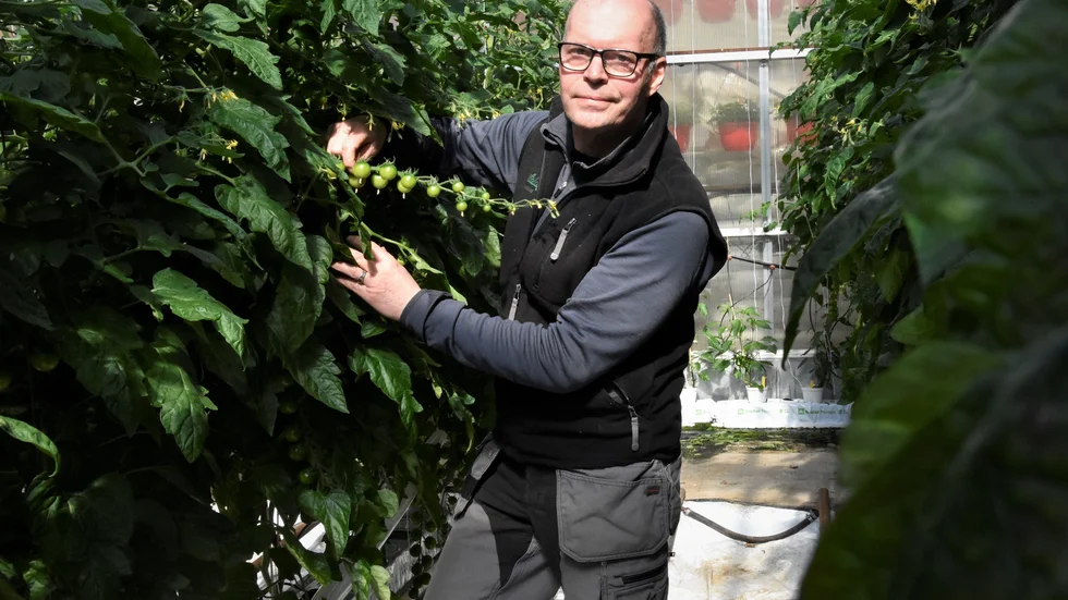 Flera ton tomater och gurka odlas varje år på Hietalas handelsträdgård.Totala produktionen uppgår till 400 ton färska grönsaker per säsong.