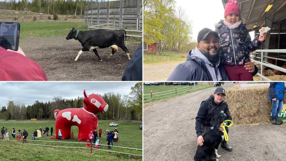 Kosläppet i Hällberga på lördagen tilldrog sig stort intresse. På bilden syns bland andra den 4-åriga besökaren Aisha Ahmed från Norsborg, tillsammans med pappa Shafkat Ahmed, och Christina Winblad som tillsammans med sin make driver Womtorp lantbruk och entreprenad.