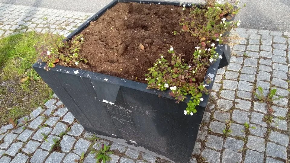 Kommunen kan inte ersätta de stulna blommorna utanför Lager 157 i Hälleforsnäs.