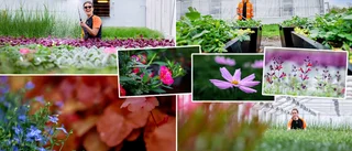Bildextra: En sagolik blomning utlovas i Luleå • 50 000 växter ska spridas ut i kommunen