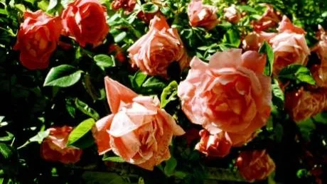 ´American Beauty´. En så kallad "climbing" ros. På klättrande rosor av typen "rambler", exempelvis honungsrosen som blommar en gång med små blommor i klasar, ska de äldsta grenarna tas bort jämns med marken så här års. foto: rolf engström