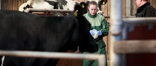 Nu har salmonellasvaren kommit