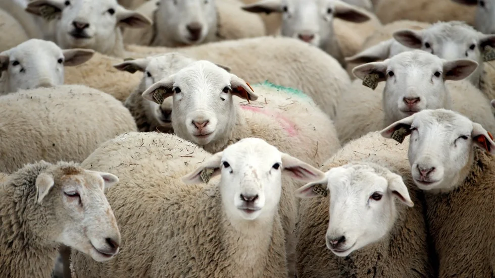 Dorper sheep huddle on a frigid winter day at Kinderhook Farm on Friday, Feb. 6, 2015, in Ghent, N.Y. (AP Photo/Mike Groll)