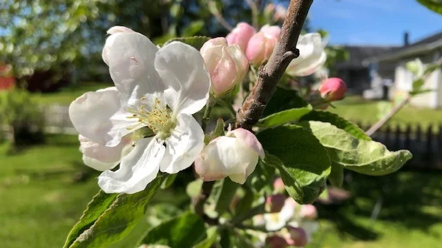 Eva Gustavsson bjuder på en blomstrande läsarbild.