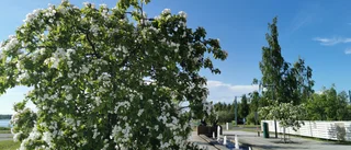 Äppelträden i blom på Viktoriatorget i Haparanda
