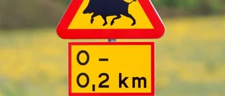 Vildsvin är inget för Gotland