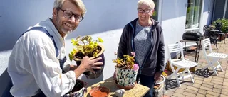 Tantblomma eller trend? • Gunilla lär oss knepen för att lyckas med pelargonerna: ”Man kan inte få för många”