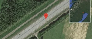 Älgar på vägen på E4