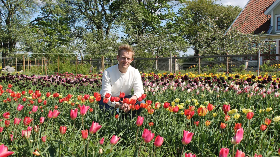 Carl Kristoffersson odlar gamla svenska tulpansorter på barndomsgården i Motala. 