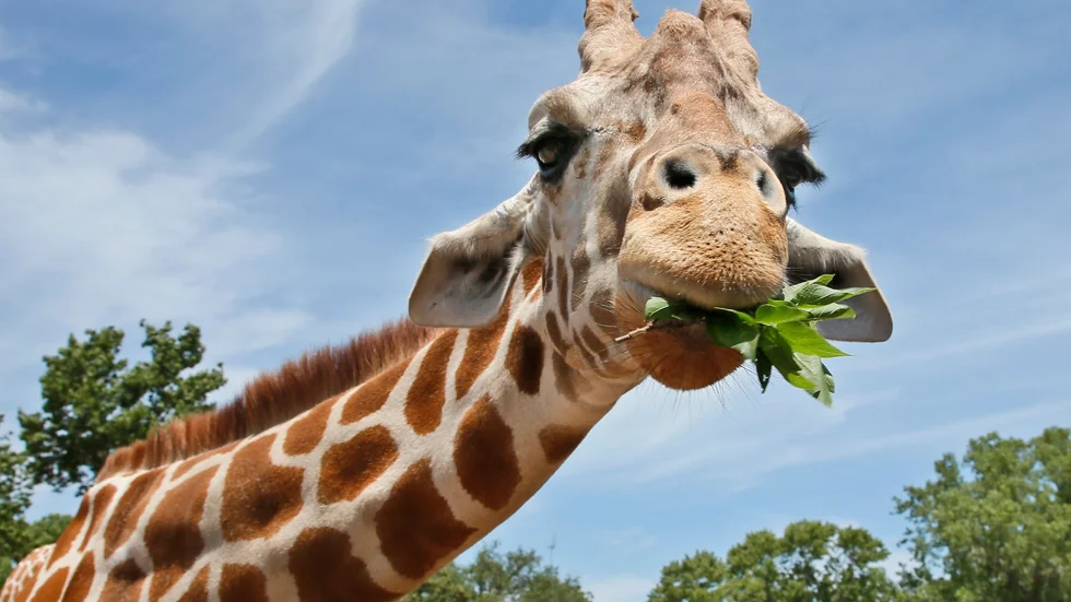 Giraffens långa hals kan ha utvecklats på grund av sexuellt urval snarare än att den behövde hitta högt belägen mat, enligt ny forskning. Arkivbild.