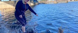 Udda polisärende – död utter fiskades upp vid Tosteröbron