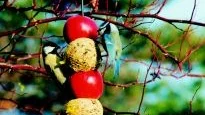 Foto: Kerstin Engstrand Visst är det snyggt med röda äpplen blandat med tallbollar, men här syns det tydligt vad både talgoxe som blåmes föredrar  talgbollen med sin fröblandning. Oftast är det bara äpplen som ligger på marken som äts