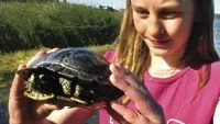 Maria Stagnborg, 11, visar upp den lilla kärrsköldpadda som kom insimmande till familjens sommarstuga på måndagen. Kanske har sköldpaddan rymt från någon barnfamilj på intilliggande Lysingsbadet? Foto: ANDERS STEINER