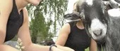 Kalas-premiär i Folkets park