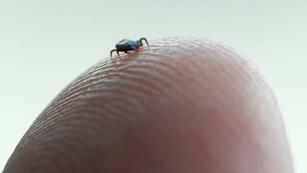 Harpest kan spridas genom insektsbett som fästingsbett eller myggbett. Arkivbild.