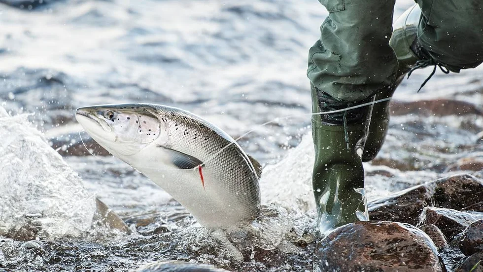 Det kan bli förbjudet att ta med fisk hem från fiskeresor i Norge.