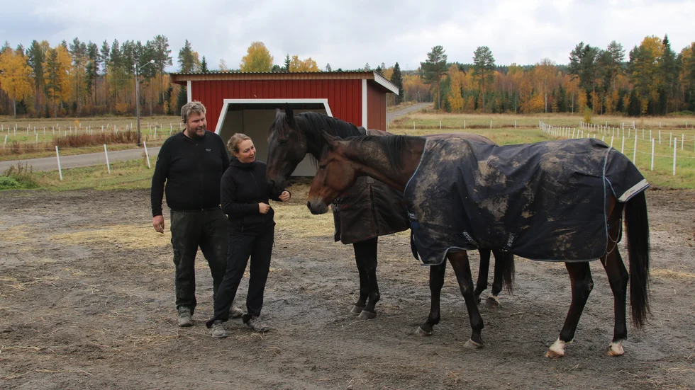 Amatörparet Bert Pettersson och Gabriella Laestander startar tre hästar inom V75-spelet på hemmaplan i Skellefteå. På bilden ses Selmer I.H, som är med i Stig Lindmarks Styrkeprov, och hagkompisen Dante Godiva.