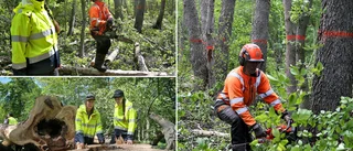 230 träd måste fällas i naturreservatet – är sjuka • ”Vi förväntade oss att hitta fler”