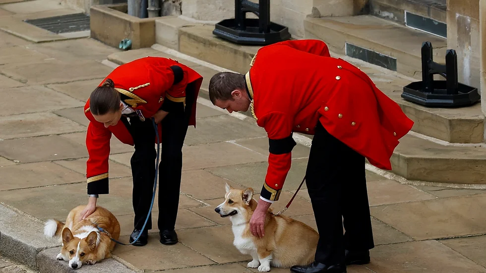 Kungahusets corgihundar vid slottet Windsor, dagen då drottning Elizabeth begravdes.
