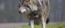 Ung varg bet kvinna i djurparken