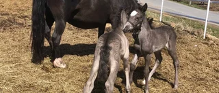 Så fick fölet en ny mamma