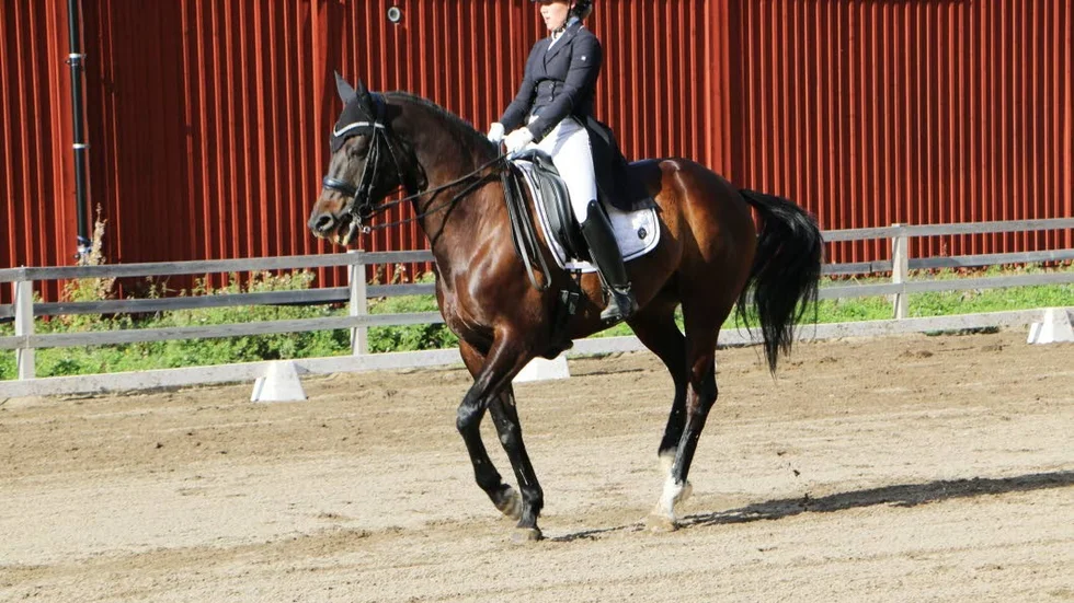I helgen arrangerar Piteå Ridklubb årets första dressyrtävling. Bilden är från fjolårets DM, Tilde Skarin på hästen Highland Beach.