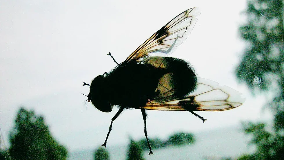 Flugor. I massor. Det är det i Lindö just nu.