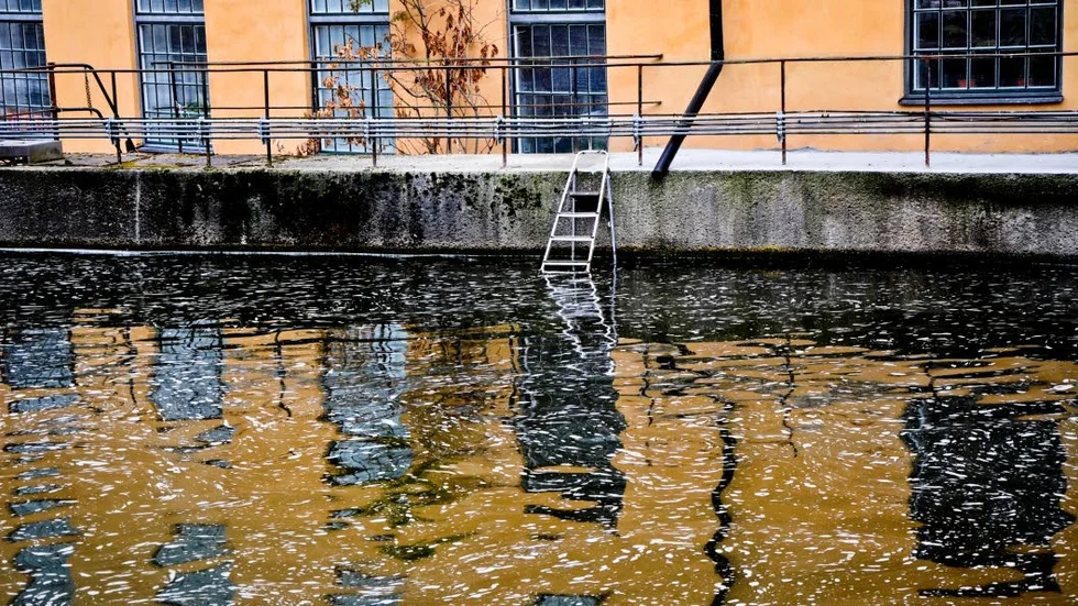 Stege till frihet? Vid Arbetets museum har någon placerat en stege som bävern i Hästskodammen använt för att lämna den delen av Strömmen.