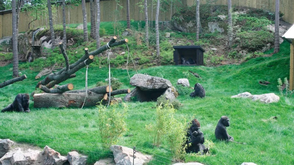 Utomhus igen. Nu har gorillorna i Kolmården släppts ut på den nya uteanläggningen, som är tre gånger större än den de hade i fjol.