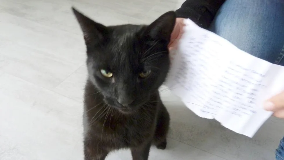 Hotbrev. Här ses den hotade katten i Åby och ett av de anonyma hotbrev, som satts fast runt kattens hals med ett spännband.