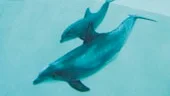 Den nya delfinflickan i Kolmårdens djurpark håller sig helst nära mamma Vicky än så länge. Men med tiden kommer hon att våga simma iväg längre och längre från mamma och leka med de andra delfinerna.
FOTO: ROBERT SVENSSON