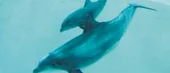 Född: en liten delfinflicka