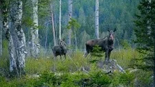Viltförvaltningsdelegationen har enhälligt beslutat ta bort det så kallade brunstuppehållet i hela länet från och med årets älgjakt. (Arkivbild)