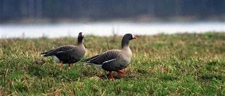 Bra start för fjällgåsprojektet