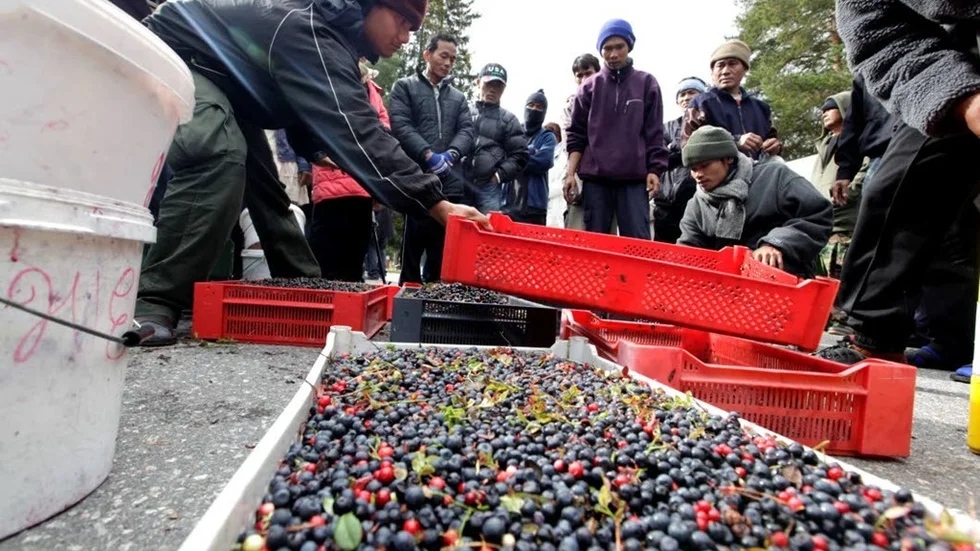 Det ser ut att bli färre bärplockare i norrbottenskogarna i sommar. Det framgår av antalet arbetstillstånd som Migrationsverket beviljat för personer utanför EU. (Arkivbild)