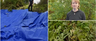 Så bekämpar Skellefteå kommun tromsöloka • Arten innehåller frätande växtsaft: ”Hotar den biologiska mångfalden”