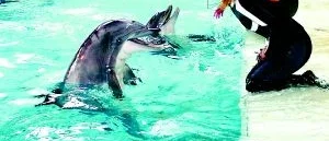 En svärmorsdröm som ska trygga återväxten i delfinariet
