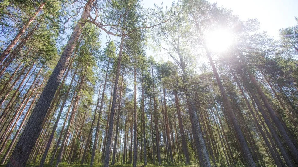 Skogspriserna har sjunkit i norr - en oväntad utveckling enligt LRF Konsult. (Arkivbild)