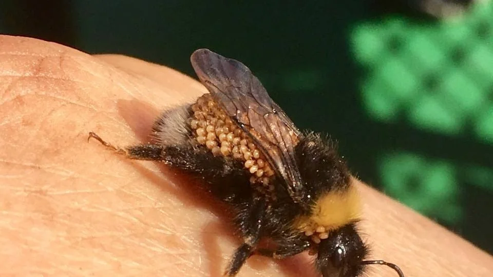 Olov Skoglund tog en bild på humlan som var täckt av något som liknade små ägg. Det var under båtresan mot kluntarna han gjorde upptäckten.