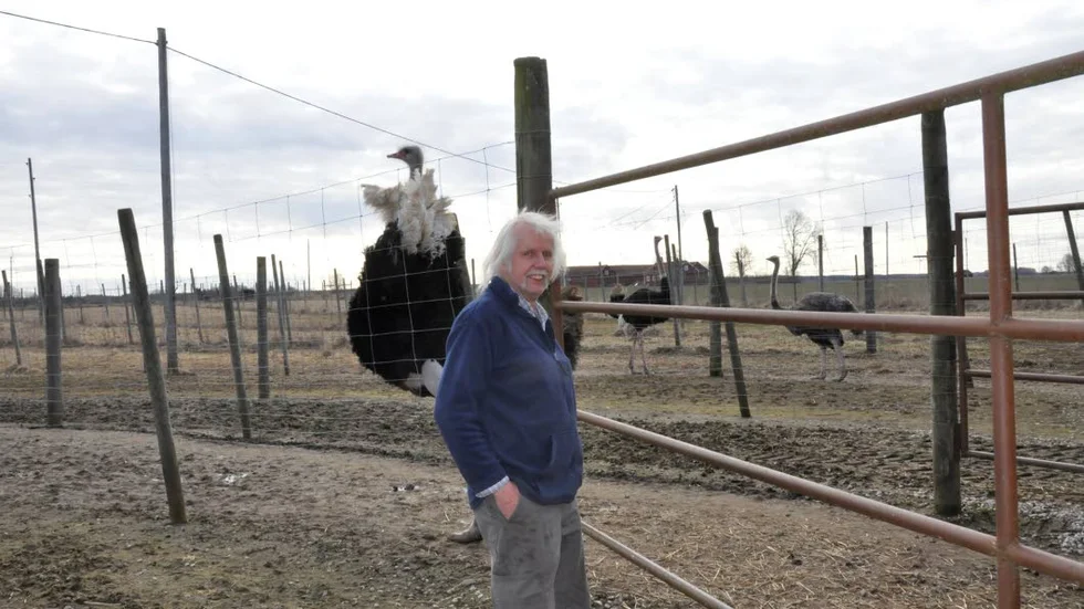 Uppfödare. Lars Andersson har fött upp strutsar i 20 år. Hanstrutsen bakom honom är på dåligt humör den här dagen.