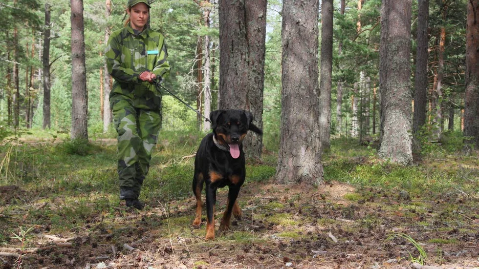Mästare på att söka. Jenny Johansson och hunden Syra från Gotlands bataljon tävlar i SM för tjänstehundar som ordnas i Marma under helgen.