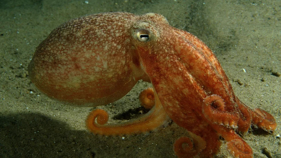 En åttaarmad bläckfisk fotograferad i Nordsjön. Arkivbild.