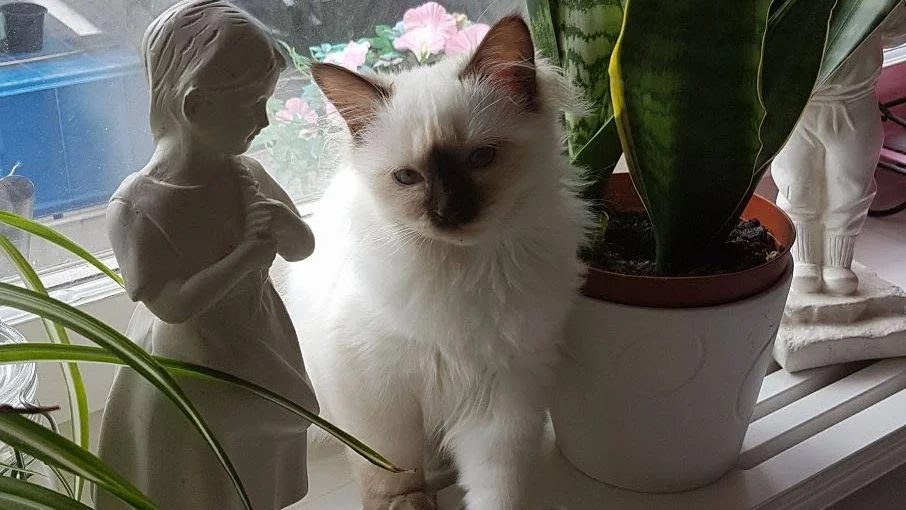 Katter av rasen helig birma hittades i en källare i Brandkärr.