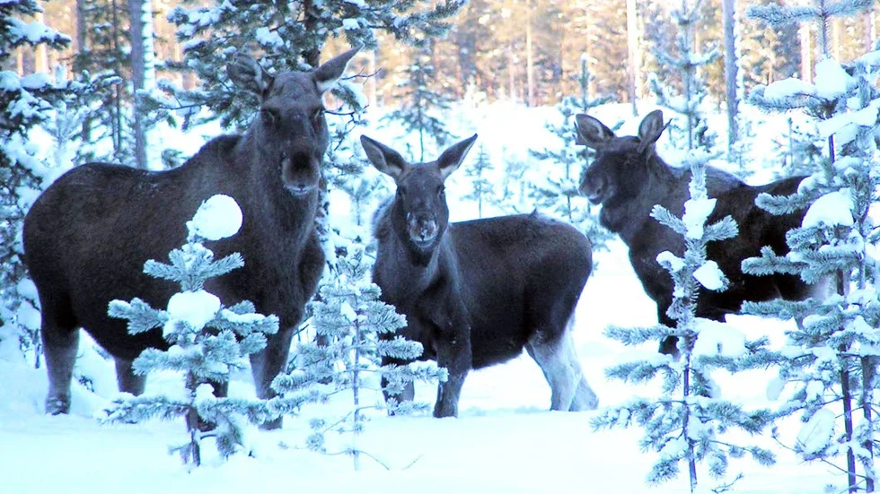 Juljakt på älg. Det kan bli verklighet i Överkalix om förslaget för jakttider till årets älgjakt går igenom.