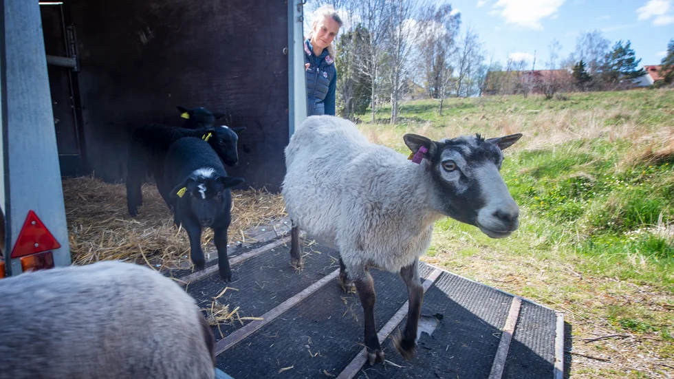 Lina Nyberg har koll på fåren när de släpps ut på bete vid Brandholmen.